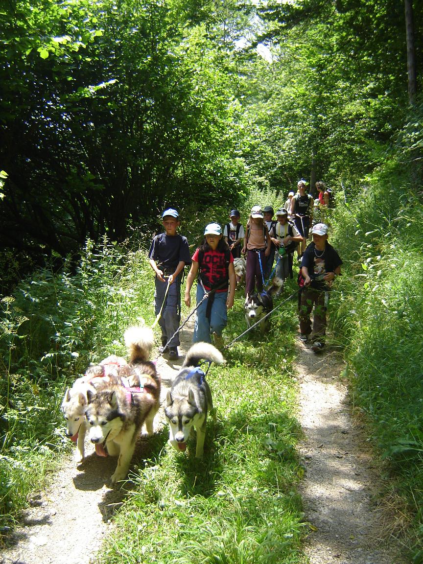 Www Compagnons Asso Fr Espace Parents Blogs PASSION HUSKY - Les Compagnons